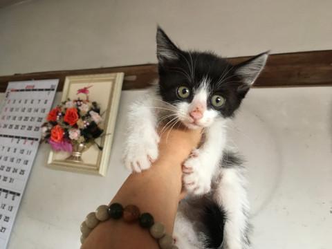 慣れ慣れハチワレ1ヶ月
