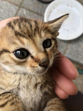 可愛いキジトラちゃん