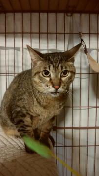 僕　猫らしく生き直したいんだ　