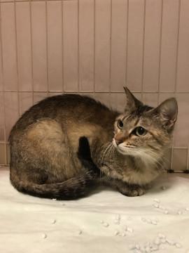 美しい、猫らしい猫