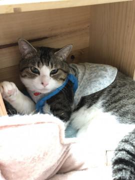 落ち着いた性格のいい飼いやすい子です
