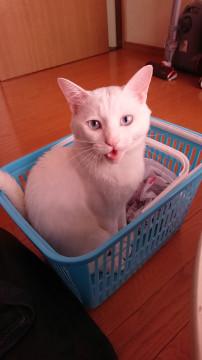 ブルーアイ美猫