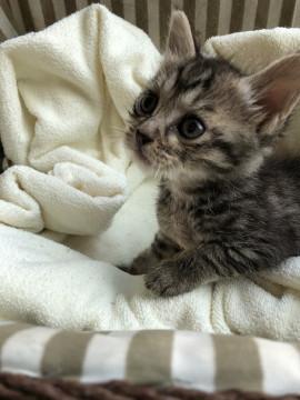 でらかわいいキジトラの女の子。