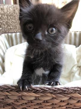 胸の白い柄がポイントよ。