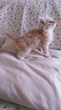 3ヶ月フワフワ茶白ちゃん