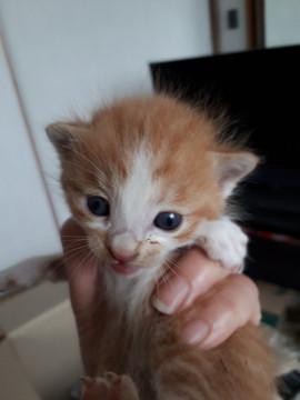 可愛い５ニャン　茶白君