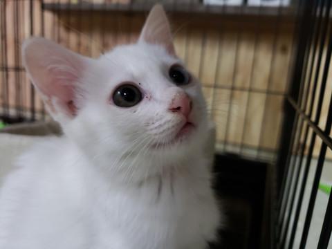 金目銀目の白猫子猫