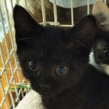 黒猫こるりちゃん、2ヵ月