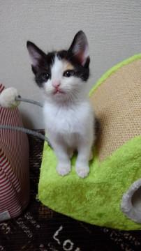 可愛い みけ猫 りんちゃんです！