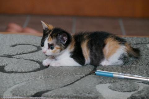 三毛保護猫生後約一カ月です