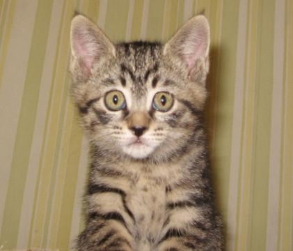 オモチャ遊びと温かい膝が大好き