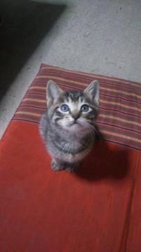 とてもヤンチャな、男の子