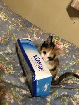 保護猫 離乳も終わり食欲旺盛な女の仔