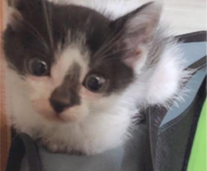 生後1か月半の男の子