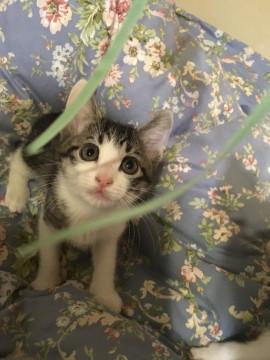 保護猫 約2ヶ月のツメ研ぎ上手な男の仔