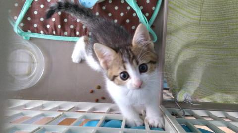 人なつこい子猫 キジ白オス