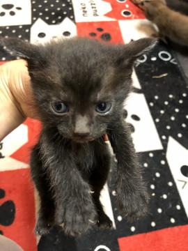 グレムリンの赤ちゃん6匹里親募集