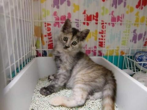 不思議な毛色の女の子パステル