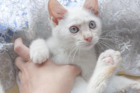 白い美猫