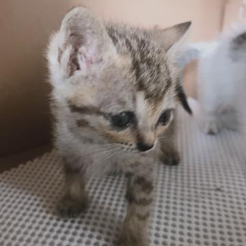 おっとりかわいいキジトラちゃん