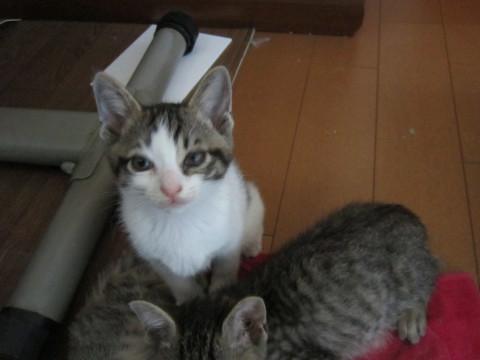 元気な子猫ちゃん