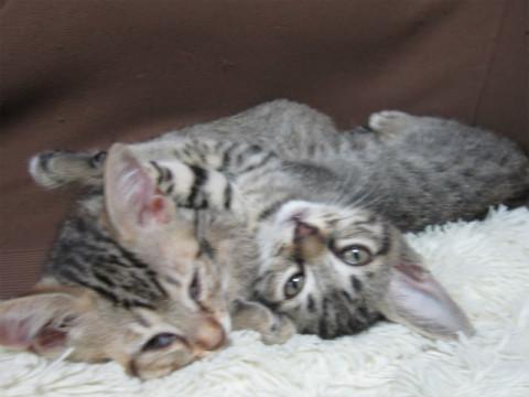 元気な子猫ちゃん