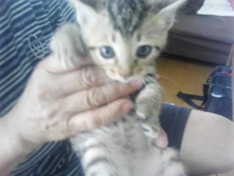 元気な子猫ちゃん　