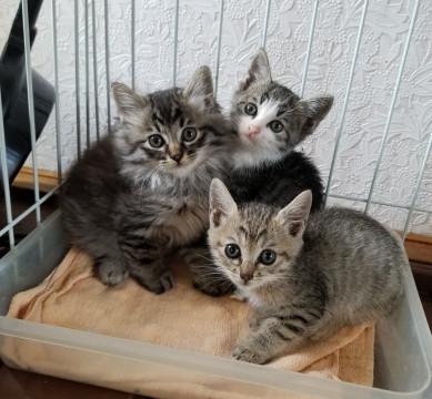 ３兄妹　長毛　キジ　生後１ヶ月半