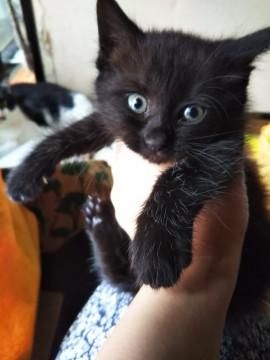 おてんば姫の黒猫ちゃん