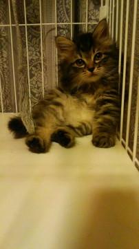 ふわんふわんまーちゃん