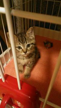 おっとりきーちゃん