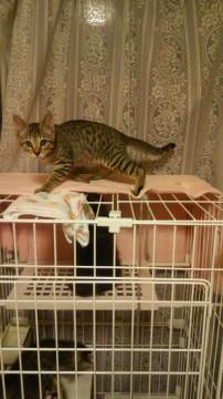 いじらしいきんくん