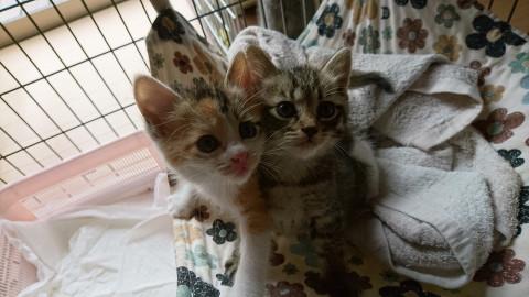 千葉県白井市/かわいい兄妹です