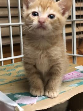 甘えん坊でイケメン縞ちゃん