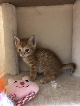 かわいい 茶虎のおんなの子♬①