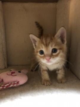 かわいい 茶虎のおんなの子♬②