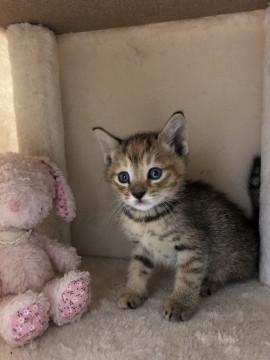 かわいい 茶キジのおんなの子♬