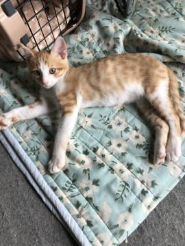 人懐っこい茶トラです。