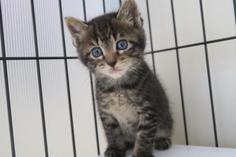 猫]東京都の里親募集 黒キジちゃん