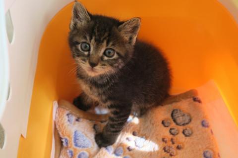 猫]東京都の里親募集 黒キジちゃん