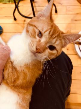 穏やかで優しい子