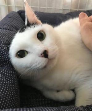 ま～るくなったよ、チャチャ。