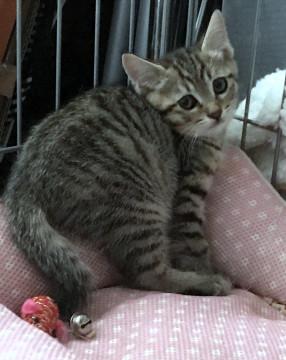 体は大きいけどちょっと気弱なテラ君