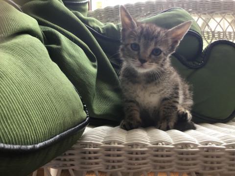 尻尾が長〜い女の子