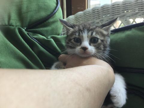 ボブテイルキジシロの男の子