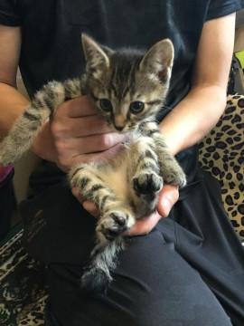 かわいいふーちゃん