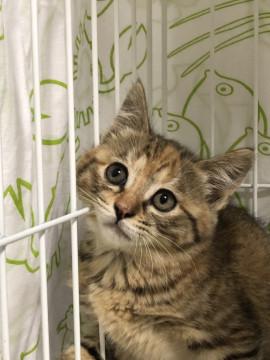 洋猫ミックスキジサビ２ヶ月里親様募集