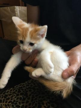 かわいいちゃーしくん