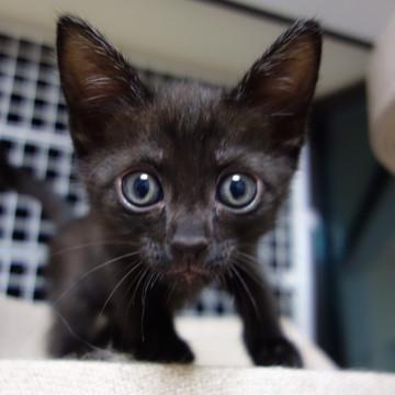 役場に持ち込まれた4兄妹・ハンくん