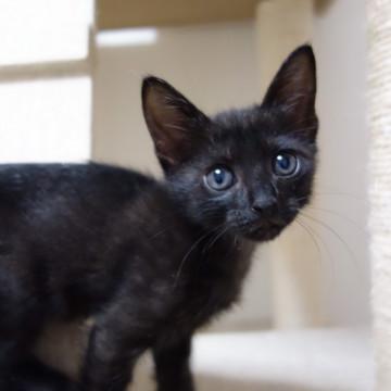 役場に持ち込まれた4兄妹・オビちゃん